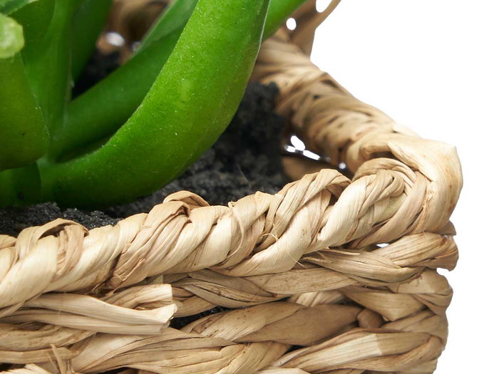 Ibergarden Maceta Asa Surtidos 12 cm x 21 cm x 10 cm (Set de 12)