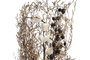 DKD Home Decor Ramo de Flores Secas Surtido 30x30x65 cm