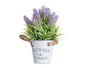 IBERGARDEN Planta Lavanda en Bote Metal 25 cm (Set de 12)