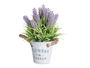 IBERGARDEN Planta Lavanda en Bote Metal 25 cm (Set de 12)