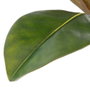 Rama Magnolia Verde Artificial 50 X 30 X 120 cm (Set de 2)