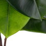 Rama Magnolia Verde Artificial 50 X 30 X 120 cm (Set de 2)