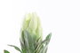 DKD Home Decor Flor 15 x 65 x 15 cm Amarillo Verde (24 Unidades)