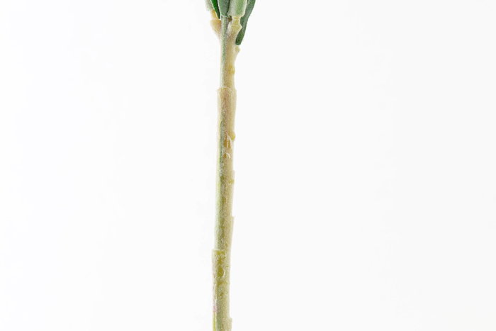 DKD Home Decor Flor 15 x 65 x 15 cm Amarillo Verde (24 Unidades)