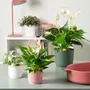 Garden Id Maceta redonda para plantas de Lino, Ø 25 cm, 7 L, H 22 cm, Color Rosa