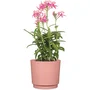 Garden Id Maceta redonda para plantas de Lino, Ø 25 cm, 7 L, H 22 cm, Color Rosa