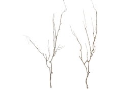 DKD Home Decor Ramas de PE Secas Surtido de 2 (13x13x80 cm)