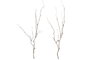 DKD Home Decor Ramas de PE Secas Surtido de 2 (13x13x80 cm)