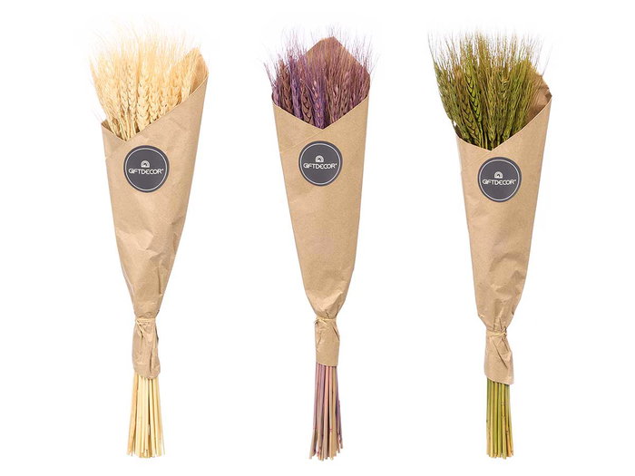 GIFTDECOR Ramillete de Trigo Natural Surtido 3 Colores