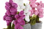 DKD Home Decor Peluche Blanco Fucsia Poliester 10 x 24 x 15 cm (6 Unidades)