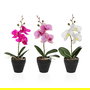 Versa Flor Orquidea Surtida con Maceta 9x8x31.5 cm (6 Unidades)