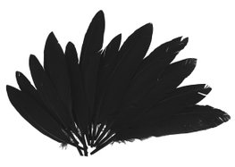 Innspiro Plumas Indio Negro 60u