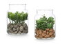 Ibergarden Tarro Cristal Planta Surtidos Mod 12 cm x 16 cm x 12 cm (Set de 12)
