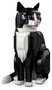 LEGO Ideas Gato Bicolor 21349