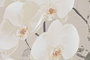 DKD Home Decor Cuadro de Lienzo PS 122,5x82,5x3,5 con Diseño de Jarrones y Orquídeas (2 unidades)