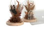 DKD Home Decor Decoración Flor Seca Cristal 12x12x17 Surtido de 2