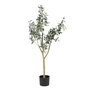 Planta Olivo Verde 55 X 60 X 112 cm