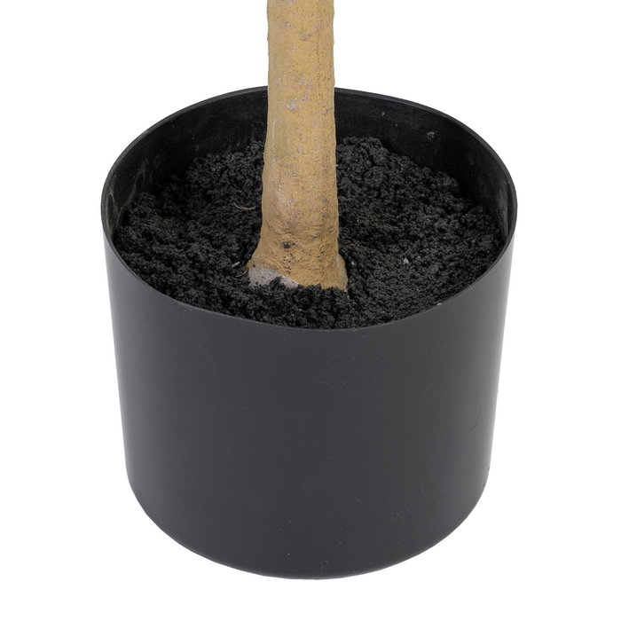 Planta Olivo Verde 55 X 60 X 112 cm