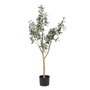 Ixia Planta de Olivo Verde 55 x 60 x 112 cm con Macetero Negro