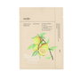 Ondo Beauty 36.5 CHARCOAL & YUJA bubble mask 25 ml