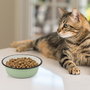 Nayeco Comedero Inox Cat Shadow 290ml