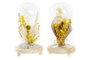 DKD Home Decor Decoración de Flor Seca en Cristal 12x12x21 Surtido de 2