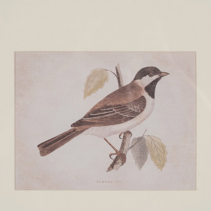 Cuadro Impresión Pájaros 2/M 43 X 2 X 53 cm (Set de 2)