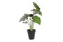 DKD Home Decor Planta PE Verde 20x20x39 cm