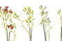 DKD Home Decor Flor Blanco Amarillo 15 x 57 x 15 cm (48 Unidades)