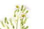 DKD Home Decor Flor Blanco Amarillo 15 x 57 x 15 cm (48 Unidades)