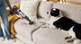 Shark IP3251EUT Aspiradora de escoba 2-en-1 PowerDetect con vaciado automático, Gris/Púrpura/Oro