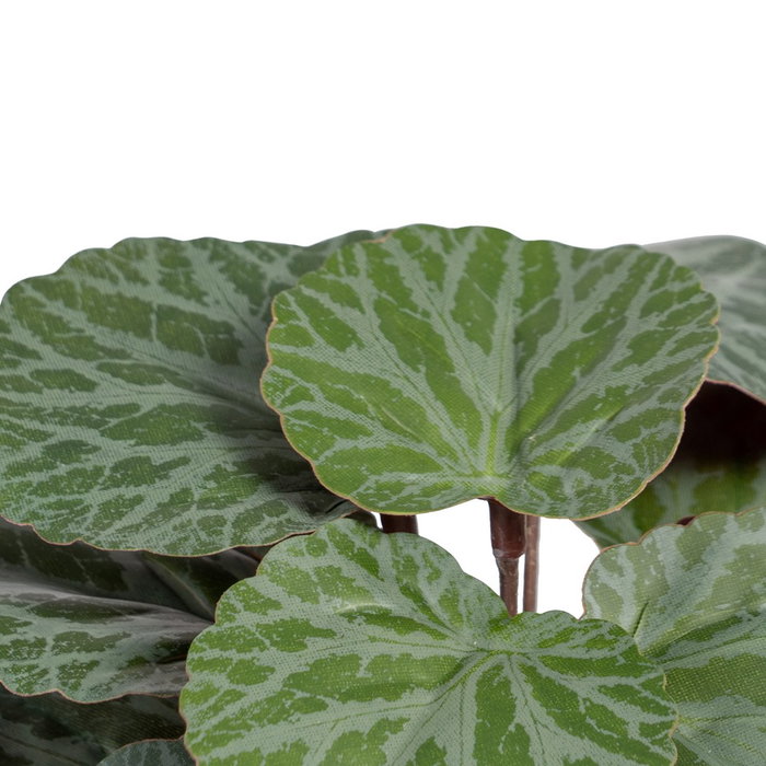 Saxifraga Verde "Pvc" 20 X 21 X 18 cm Saxifraga Verde "Pvc" 20 X 21 X 18 cm