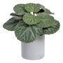 Saxifraga Verde "Pvc" 20 X 21 X 18 cm