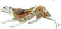 DKD Home Decor Figura de Resina Leopardo Blanco