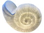 DKD Home Decor Lámpara de Sobremesa Mediterráneo, Arenisca Crudo con Detalle Caracola, Bombilla E14, 26x14x21 cm