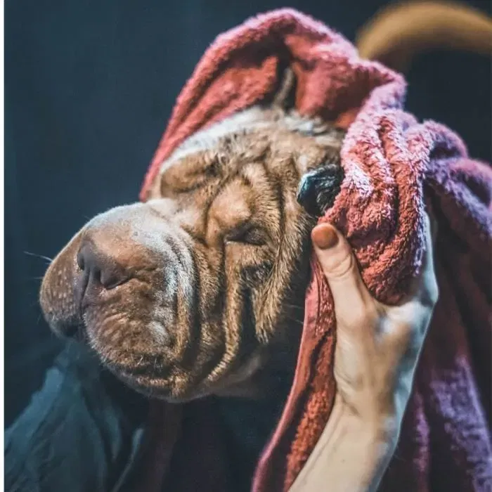 Vetocanis Champú Tetrametrina para Perros y Gatos Antiparasitario