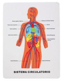 Goma Eva Fixo Kids Puzle 22,5X28 Cm. Sistema Circulatorio