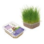 Nayeco Hierba Natural para Gatos