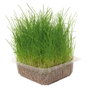 Nayeco Hierba Natural para Gatos
