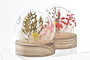 DKD Home Decor Decoración de Cristal con Flor Seca Multicolor (Surtido de 2)