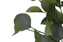 DKD Home Decor Árbol Eucalipto Verde en Poliéster y Madera (90x90x180 cm)