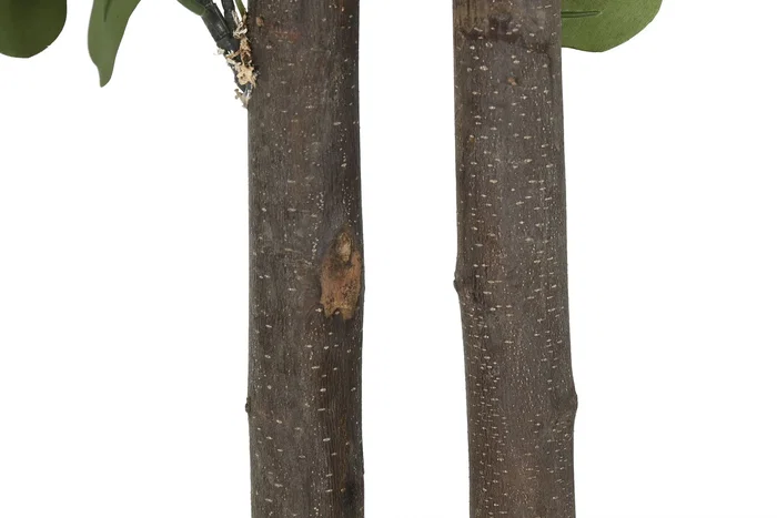 DKD Home Decor Árbol Eucalipto Verde en Poliéster y Madera (90x90x180 cm)