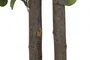 DKD Home Decor Árbol Eucalipto Verde en Poliéster y Madera (90x90x180 cm)