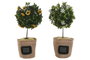 DKD Home Decor Sujetapuertas Arbusto Surtido de 2 Unidades