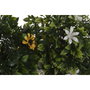 DKD Home Decor Sujetapuertas Arbusto Surtido de 2 Unidades