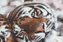 DKD Home Decor Cuadro Lienzo MDF Tigres Set de 2