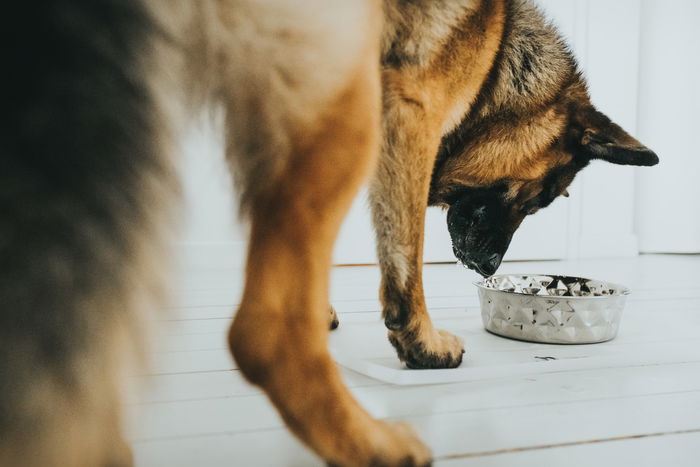 Hunter Comedero Namy 550 mL Acero Inoxidable con Aro Antideslizante Hunter Comedero Namy 550 mL Acero Inoxidable con Aro Antideslizante