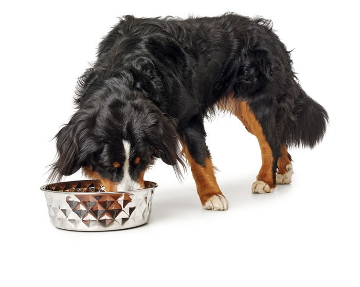 Hunter Comedero Namy 550 mL Acero Inoxidable con Aro Antideslizante Hunter Comedero Namy 550 mL Acero Inoxidable con Aro Antideslizante