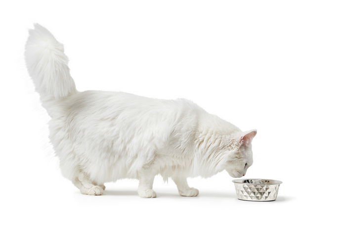 Hunter Comedero Namy 550 mL Acero Inoxidable con Aro Antideslizante Hunter Comedero Namy 550 mL Acero Inoxidable con Aro Antideslizante