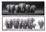 DKD Home Decor Cuadro Lienzo Elefantes Set de 2 unidades 150x40x4,5 cm